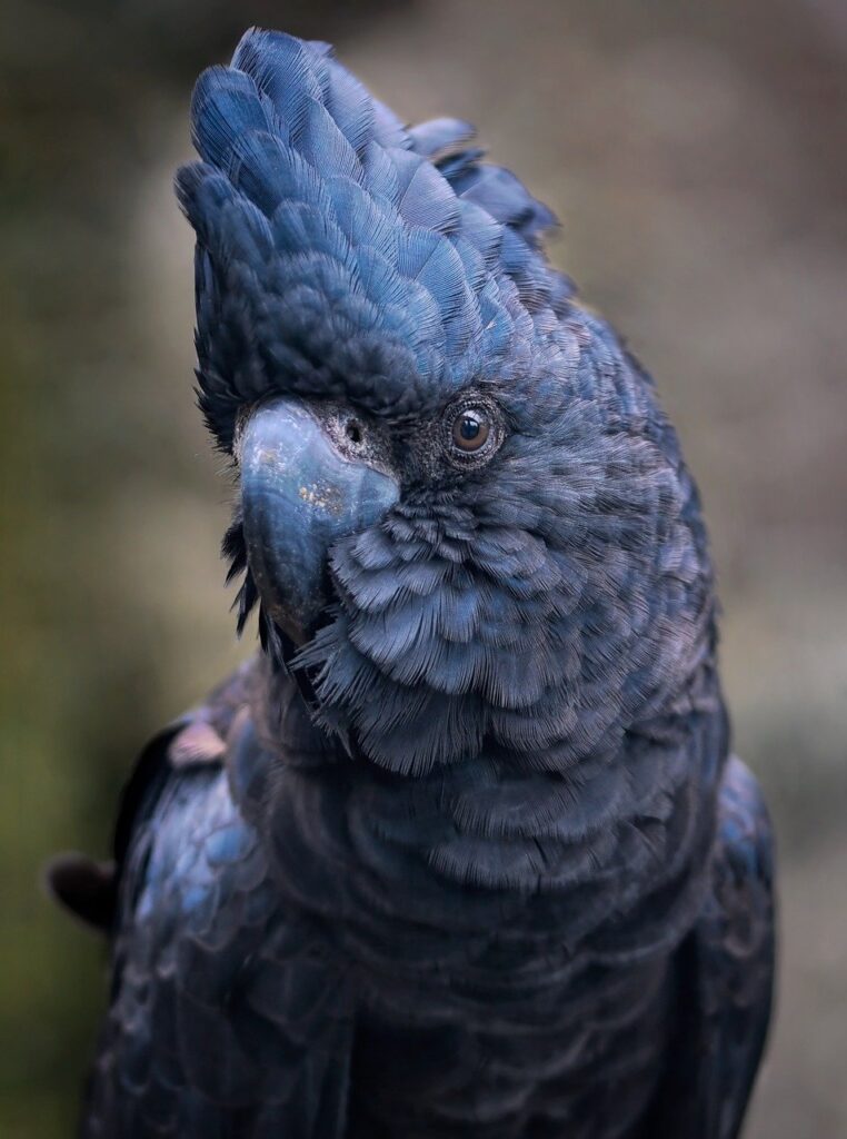 red-tailed black cockatoo, cockatoo, bird-7858776.jpg